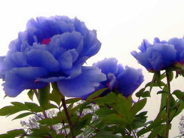 Травянистые : ПИОН RHAPSODY ПИОН РАПСОДИЯ